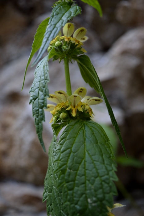 Lamium galeobdolon